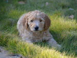 Adorable Goldendoodles looking for their forever homes