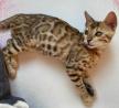 Buy Bengal Kitten Chewbacca