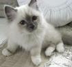 Excellent Ragdoll Kitten Alfie