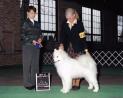 Top Samoyed Puppies for Sale Near Me