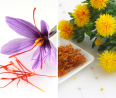 #Saffron vs. #Safflower: Unraveling the Culinary Confusion