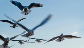 Bird Control Richmond