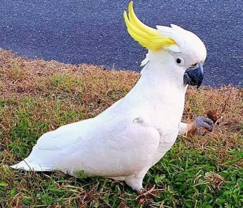 Cockatoo Parrots for Sale