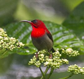 Explore the Best Bird Watching in Andaman