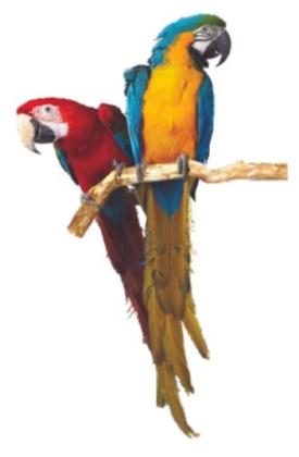 Talking Parrots for Sale