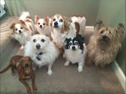 Dog Daycare Near Me Woodstock
