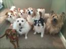 Dog Daycare Near Me Woodstock