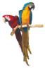 Talking Parrots for Sale