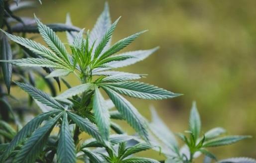 Buying Marijuana Online