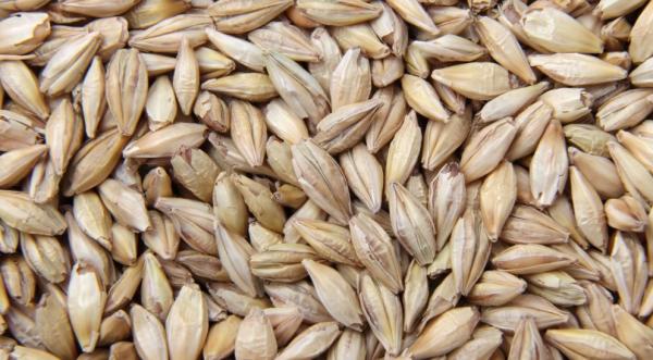 Bulk barley Supply and Exporter