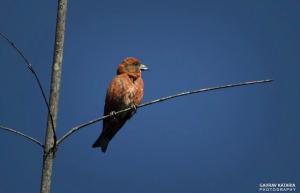 Birding in Corbett: Experience Nature’s Symphony in Jim Corbett Park