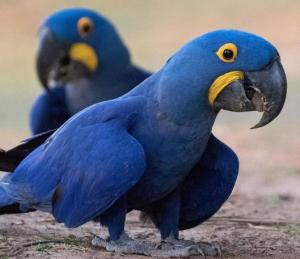 Pet Birds for Sale