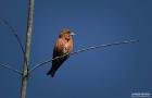 Birding in Corbett: Experience Nature’s Symphony in Jim Corbett Park