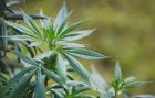Buying Marijuana Online