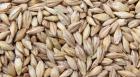 Bulk barley Supply and Exporter