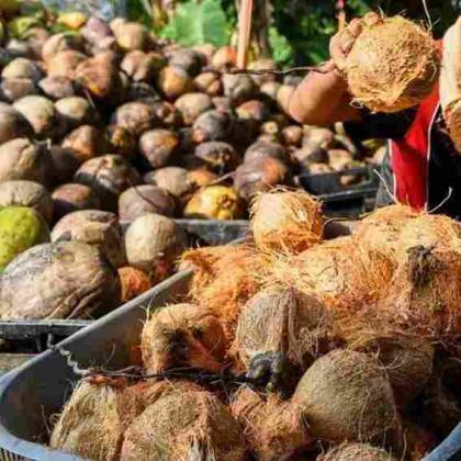Coconuts with Clear Export Documentation – No Surprises